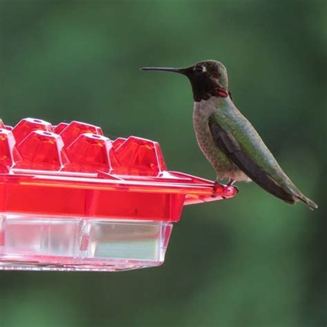 kscanuck hummingbird feeder